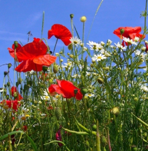 Mohnblumen